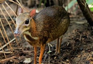 Picture of Kembara Nusantara 2025 @ Singapore Zoo Workshop 3 (25 April 2025, Friday)