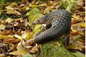 Picture of Exclusive Pangolin Trail Guided Tour @ Night Safari – For Friends of Wildlife only [1 December 2025 (Monday), 7:30 to 8:30 pm]