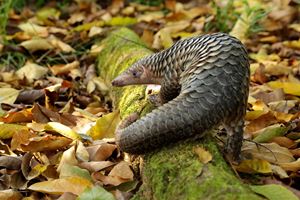 Picture of Exclusive Pangolin Trail Guided Tour @ Night Safari – For Friends of Wildlife only [1 December 2025 (Monday), 7:30 to 8:30 pm]