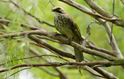Picture of [Members’ Exclusive] Discover the Straw-headed Bulbul: Exclusive Guided Tour at Bird Paradise - Winged Sanctuary & Avian Breeding and Research Centre! – 8 August 2026 (Saturday), 1:00 to 2:00 pm