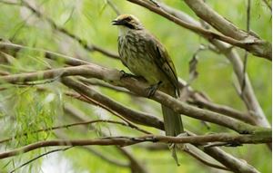 Picture of [Members’ Exclusive] Discover the Straw-headed Bulbul: Exclusive Guided Tour at Bird Paradise - Winged Sanctuary & Avian Breeding and Research Centre! – 8 August 2026 (Saturday), 1:00 to 2:00 pm